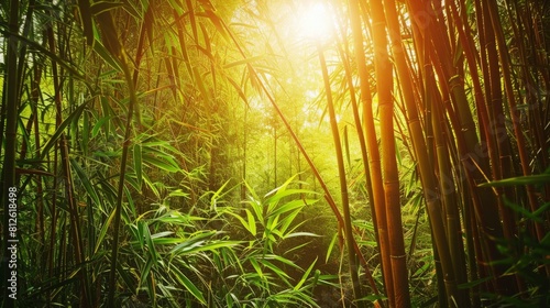 lush bamboo forest  sun  hd  close up photography  16 9