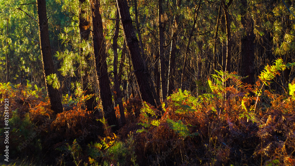 Forêt des Landes de Gascogne, pendant le crépuscule Forêt des Landes de Gascogne, pendant le crépuscule