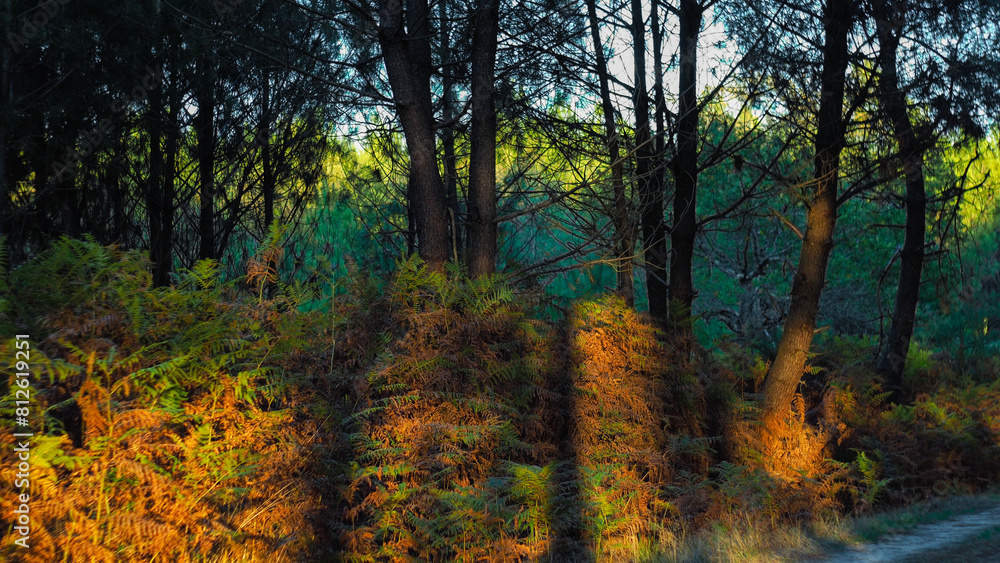 Fototapeta premium Forêt des Landes de Gascogne, pendant le crépuscule