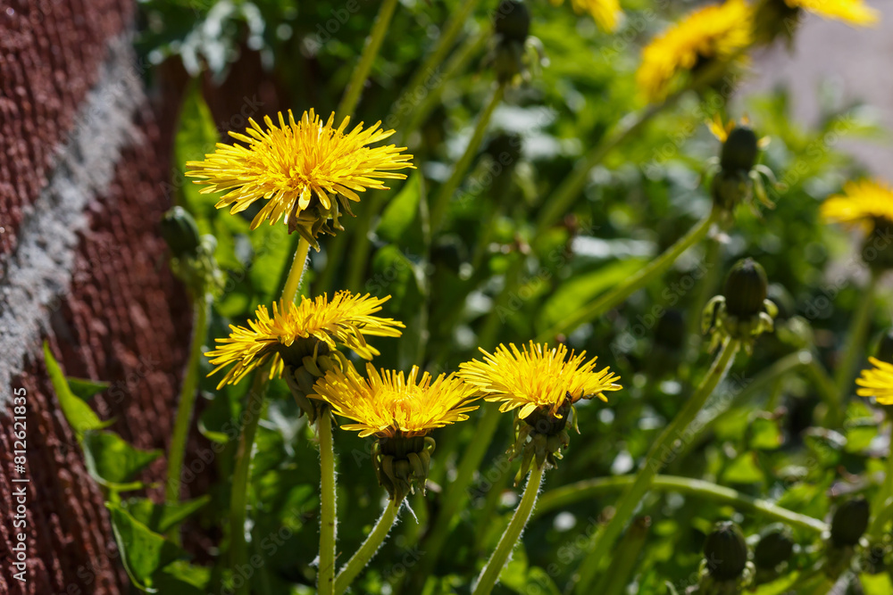 Yellow flowers of dandelions in green backgrounds. Spring and summer background Yellow flowers of dandelions in green backgrounds. Spring and summer background