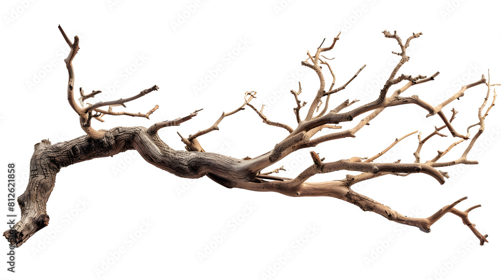 Dry twisted jungle branch isolated 