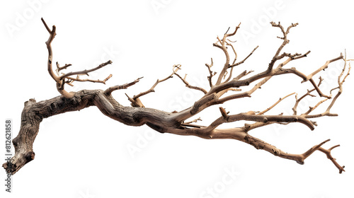 Dry twisted jungle branch isolated 