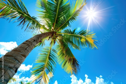 Palm Tree Sun. Coconut Palm Tree on Beautiful Blue Sky Abstract Background