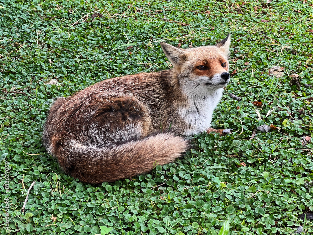 crouching fox 1