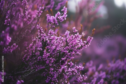 Breathtaking display of enchanting purple heather blooms in a natural setting  showcasing their delicate beauty in soft focus with dreamy bokeh