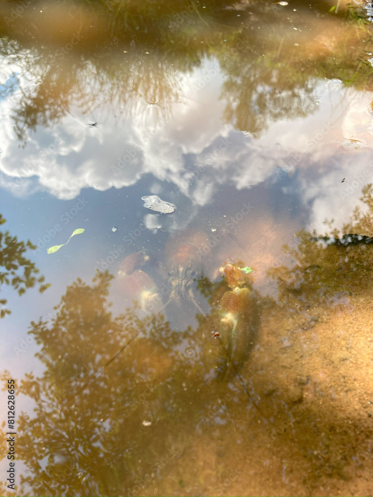 Obraz premium Flusskrebs im Bach