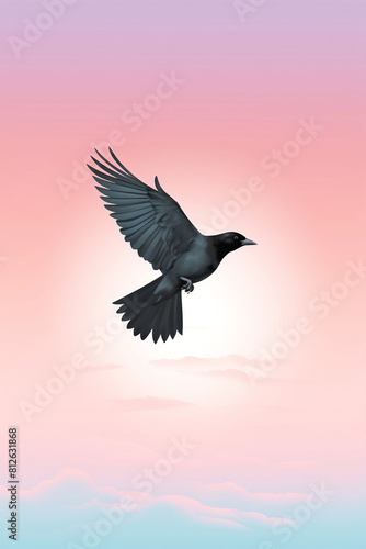 Black crow flying at sunset