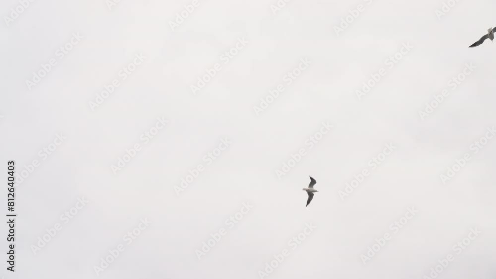 Many seagulls in the sky accompany the ship Many seagulls in the sky accompany the ship