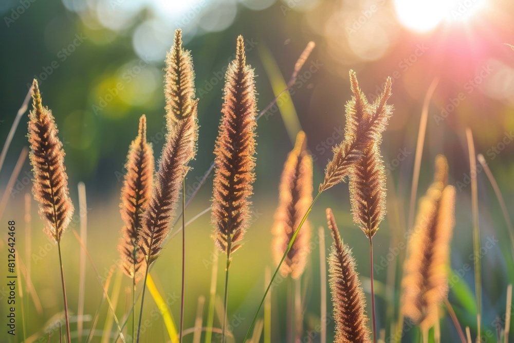 Brown Grass Field. Foxtail Grass in Morning Sunlight on Wild Plant Meadow Brown Grass Field. Foxtail Grass in Morning Sunlight on Wild Plant Meadow