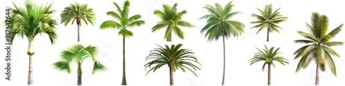 Palm Tree White Background. Tropical Trees Collection on Isolated White Space