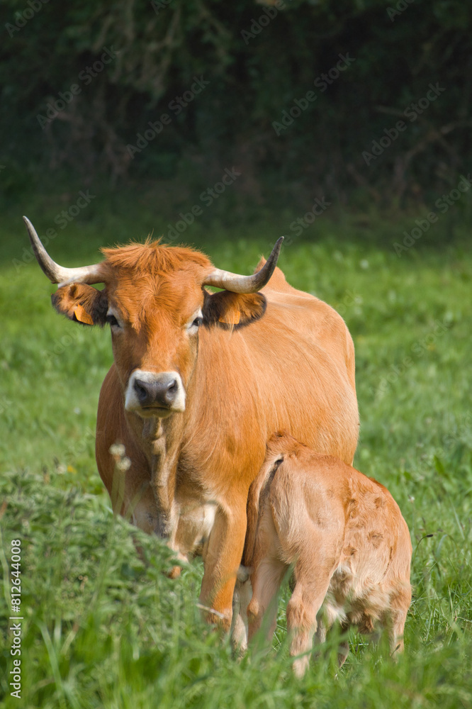 Brown cow in a green meadow nursing her calf Brown cow in a green meadow nursing her calf