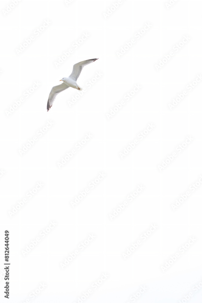 Obraz premium Seagull flying