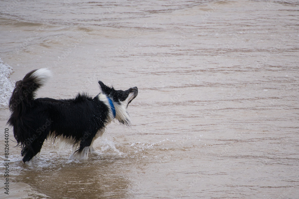 Dog shaking off water at the beach Dog shaking off water at the beach