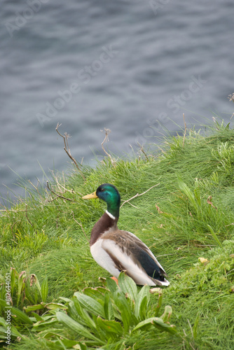 Duck on the sea