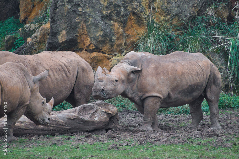 herd of rhinoceroses grazing in a meadow herd of rhinoceroses grazing in a meadow