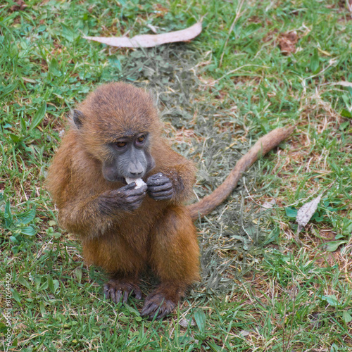 Obraz na płótnie baboon feeding with offspring