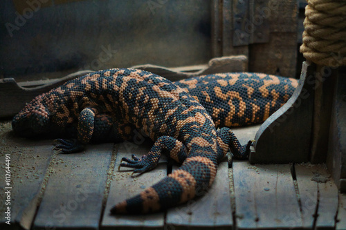 gila monsters resting on wood in a dark environment