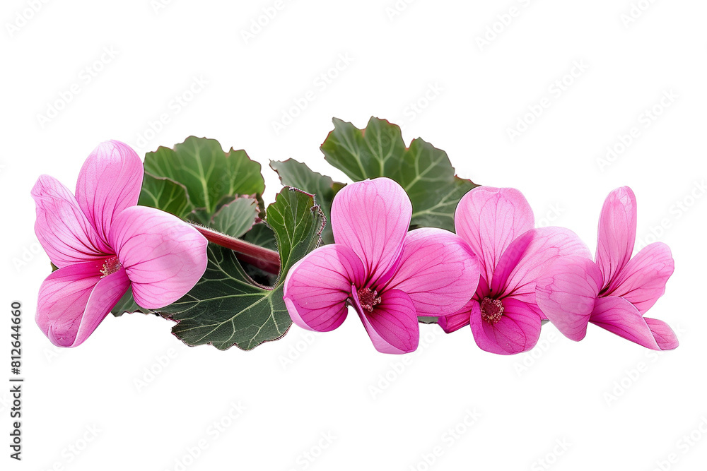 Obraz premium Pink flowers.
