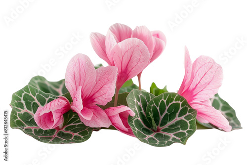 Beautiful pink cyclamen flowers with dark green leaves isolated on black background. photo