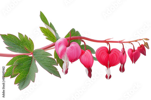 Bleeding heart flower, love flower, lady-in-a-boat, fairy thimbles, and lyre flower. photo