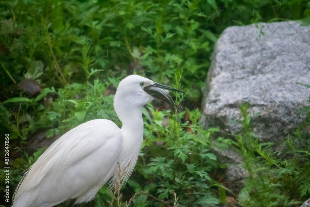 Fototapeta premium Little Egret eating big fish by the river.
