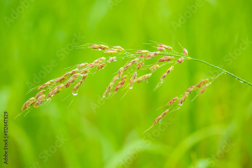 Fresh Johnson grass(Sorghum halepense) with raindrops.
