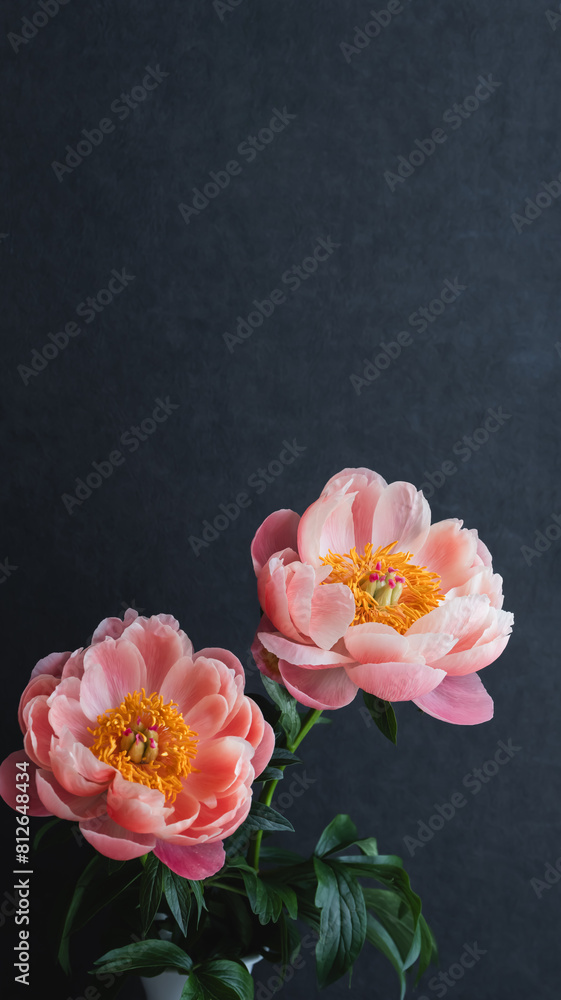 シャクヤク 芍薬 花 黒背景 和風 アジアンテイストの花 Stock Photo | Adobe Stock