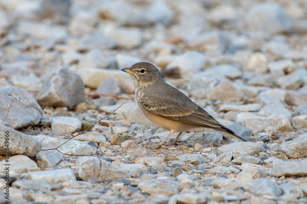 Desert Lark (Ammomanes deserti) on the ground in the Middle East. Desert Lark (Ammomanes deserti) on the ground in the Middle East.