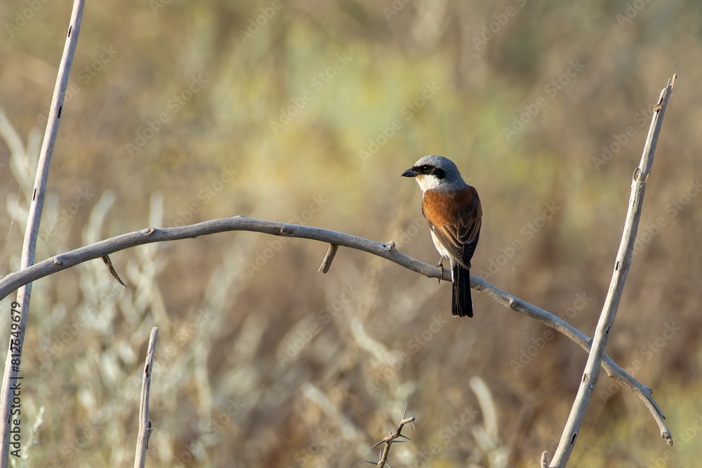 Red-backed shrike (Lanius collurio) close up in the Middle East on a branch Red-backed shrike (Lanius collurio) close up in the Middle East on a branch