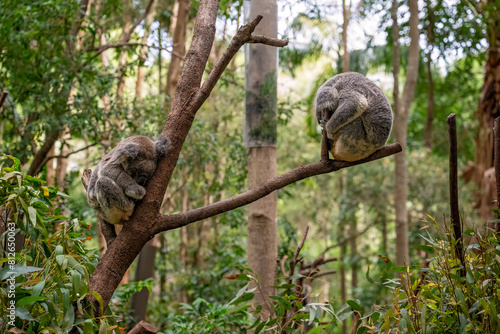 two koala sleeping in tree, eucalypt eucalyptus gum, Australian native marsupial animal, Currumbin wildlife sanctuary, Gold Coast, Queensland, conservation habitat environment, travel tourism