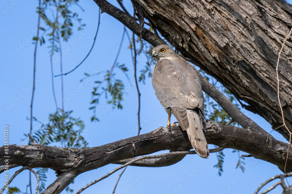 Shikra (Accipiter badius) or little banded goshawk on branch close up. Shikra (Accipiter badius) or little banded goshawk on branch close up.