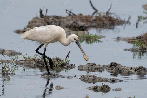 Eurasian spoonbill (Platalea leucorodia), or common spoonbill, close up in the middle east.