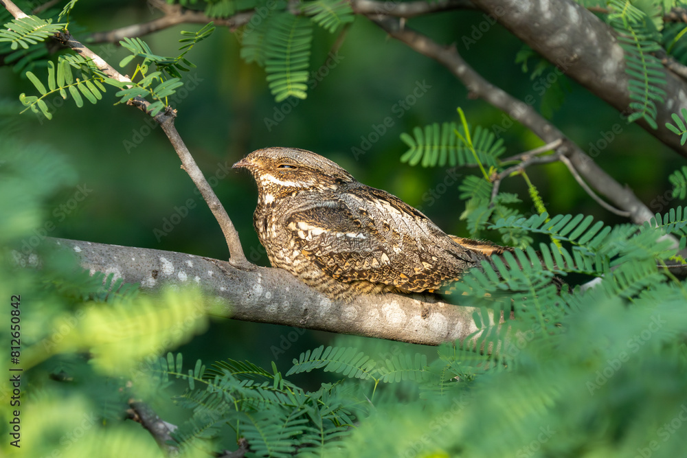 Φωτογραφία European nightjar (Caprimulgus europaeus), common goatsucker, Eurasian nightjar or just nightjar close up in the UAE