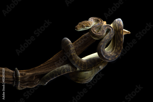 Amethystine Python hanging on a branch isolated on black background photo