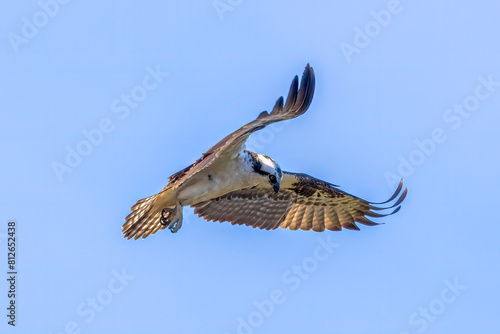 osprey in flight