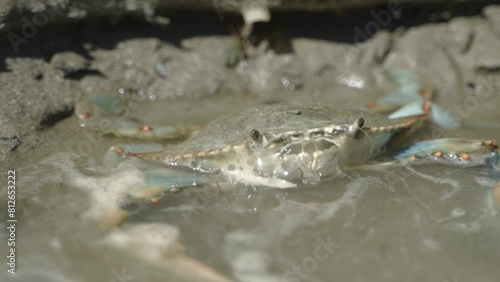 crab in water