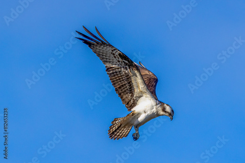 osprey in flight