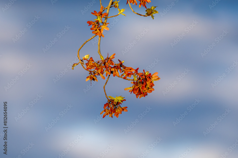autumn leaves against blue sky