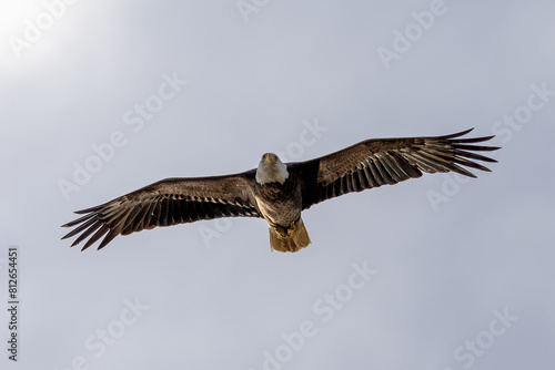 eagle in flight