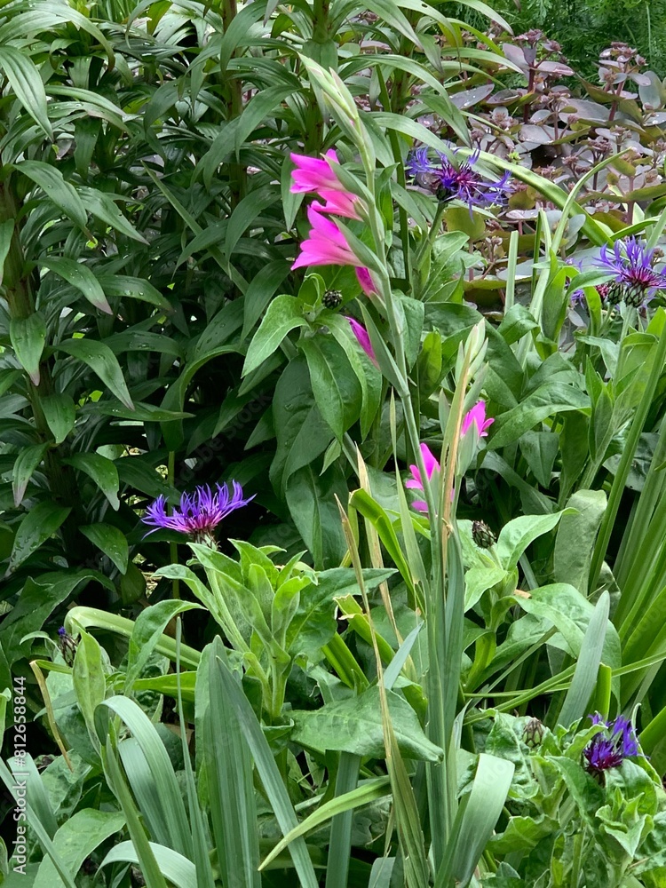 Obraz premium glaieul et bleuets