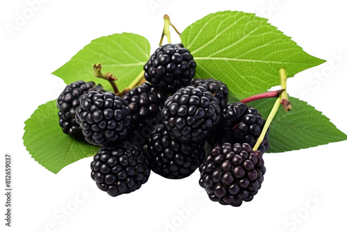 A bunch of blackberries are on a leaf. The berries are ripe and ready to eat. The leaf is green and fresh