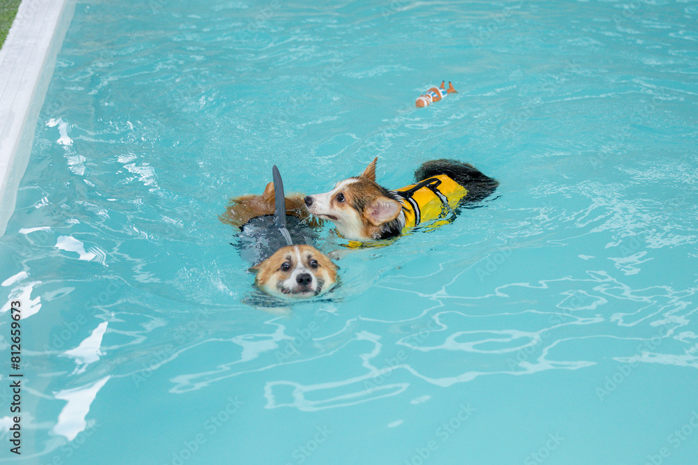 Corgi puppy wearing a swimsuit And they are swimming for physical therapy to have a strong body in the clinic's pool.