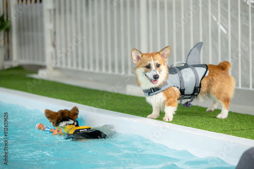 Corgi puppy wearing a swimsuit And they are swimming for physical therapy to have a strong body in the clinic's pool.