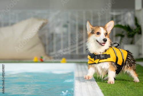 Corgi puppy wearing a swimsuit And they are swimming for physical therapy to have a strong body in the clinic's pool.