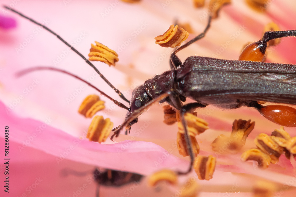 Little bug on a pink rose close up look. Macro photography.