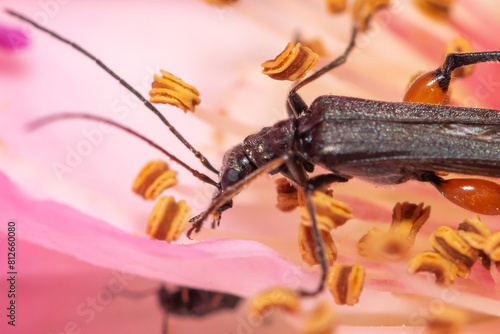 Obraz na płótnie Little bug on a pink rose close up look. Macro photography.
w salonie