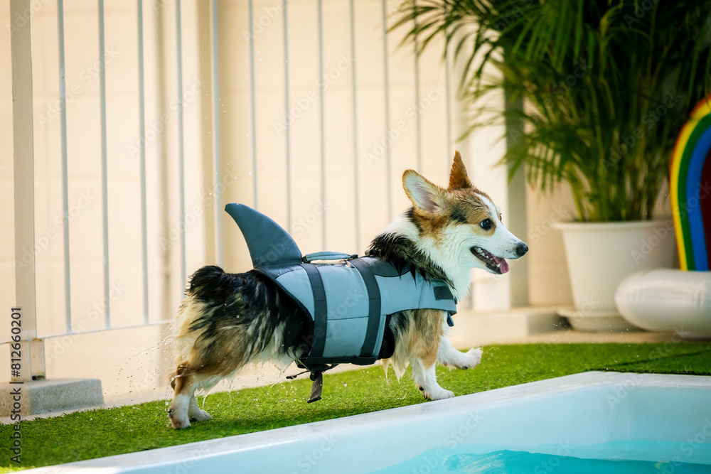 Corgi puppy wearing a swimsuit And they are swimming for physical therapy to have a strong body in the clinic's pool.