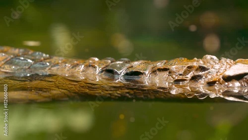 Tomistoma crocodile in the water moving in slow motion photo