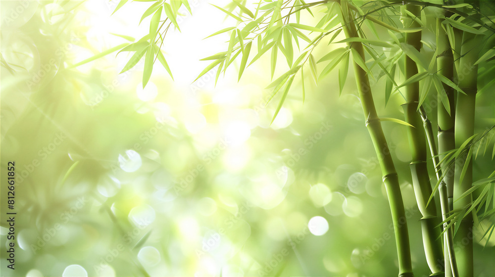 Summer wallpaper with bamboo trees frame in morning light with copy space Summer wallpaper with bamboo trees frame in morning light with copy space