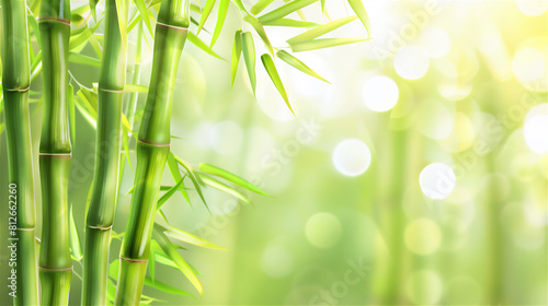 Summer wallpaper with bamboo trees frame in morning light with copy space